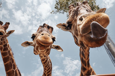 Two huge giraffes pulling out their tongues to be photographed.