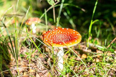 Close-up of fly agaric mushroom growing on field