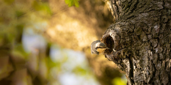 Close-up of lizard on tree trunk