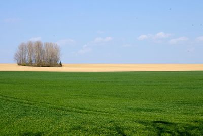 Trees on field against cloudy sky