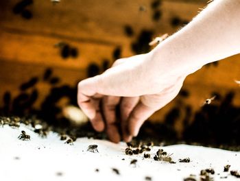 Cropped image of hand picking bee