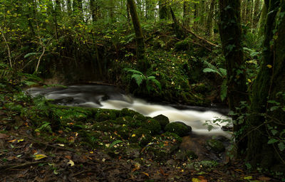 Stream flowing amidst trees in forest