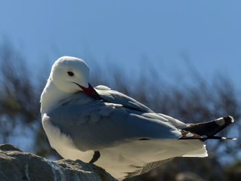 Close-up of seagull perching on shore against sky