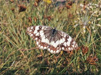 Close-up of butterfly on flower