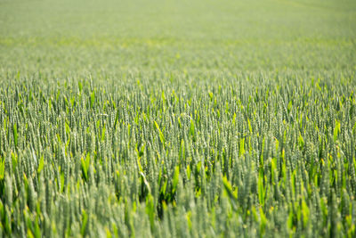 Close-up of wheat growing on field