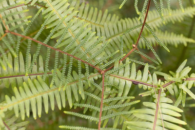 Close-up of fern leaves