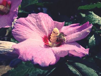 Close-up of pink flower