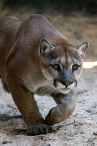 Stalking mountain lion