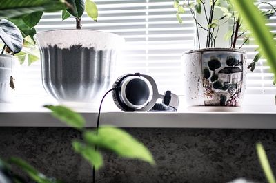 Close-up of potted plant on table in greenhouse