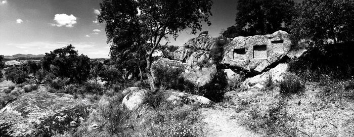 Trees growing by rocks against sky