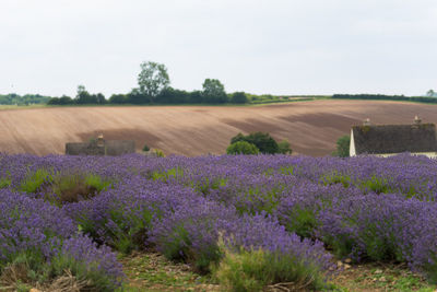 Purple flowering plants on field against sky