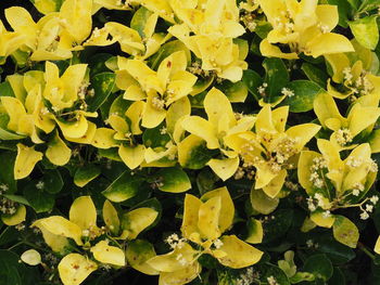 Full frame shot of yellow flowering plants