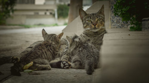 Close-up of cat relaxing outdoors