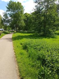 View of empty road along trees