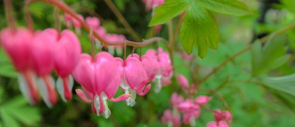 Close-up of pink flower