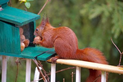 High angle view of tree squirrel at feeder