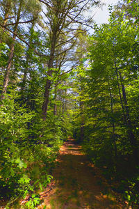 Footpath amidst trees in forest