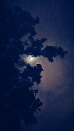 Tree against sky at night