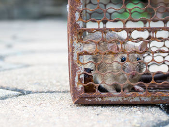 Close-up of a cat