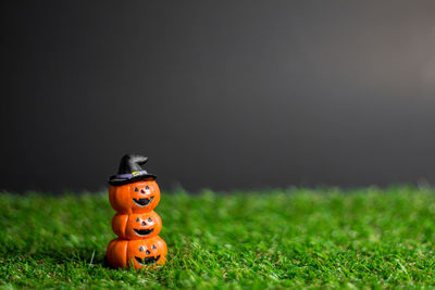 Close-up of pumpkin on field