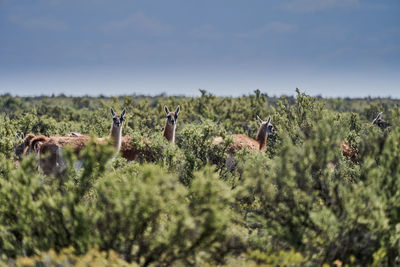 Lama guanicoe, herd of guanaco standing in dense green bushes of the peninsula vlades in argentina