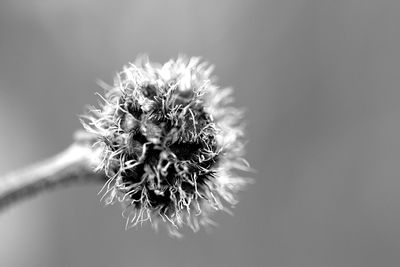 Close-up of wilted plant
