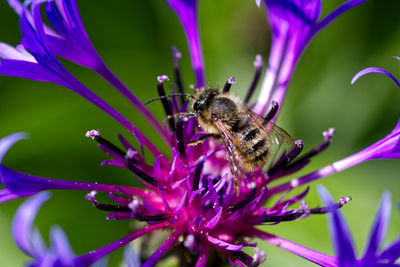 Close-up of bee pollinating on flower