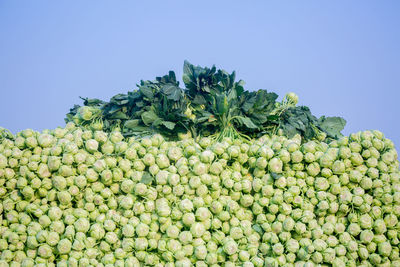 Low angle view of vegetables against clear blue sky