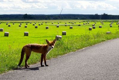 Side view of fox standing on road against cloudy sky