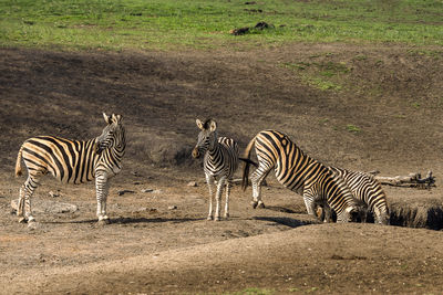 Zebras in grass