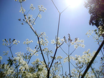 Low angle view of trees against sky