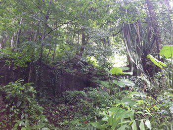 Trees in forest