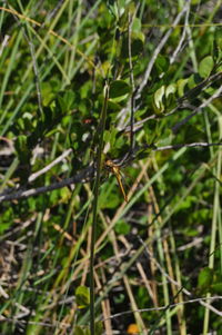 Close-up of grass growing on field