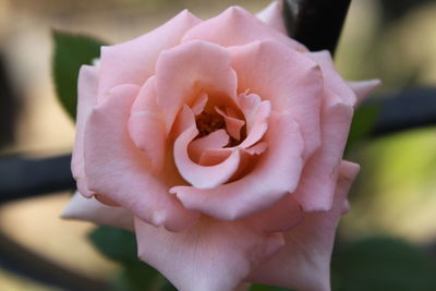 Close-up of pink rose blooming outdoors