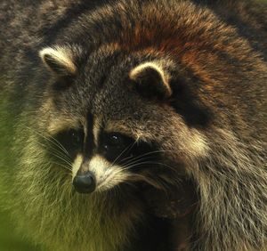 Close-up of raccoon