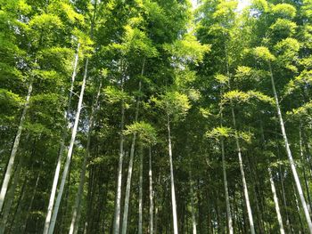 Low angle view of bamboo trees in forest