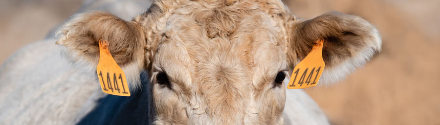 Web banner of a close up eyes and ears of a white charolais beef cow