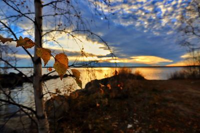 Close-up of plants by lake against sky during sunset