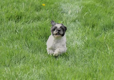 Dog running on grass