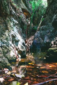 Rock formations in forest