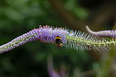 Close-up of bee pollinating on purple flower