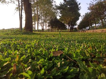 Surface level of trees on field against sky