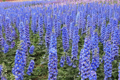 Close-up of purple lavender flowers on field