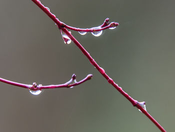 Close-up of water drops on twig