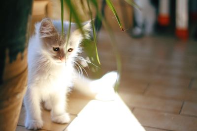 Kitten looking away while sitting on floor at home