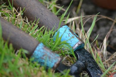 Close-up of grass