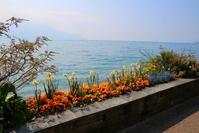 Close-up of plants by sea against sky