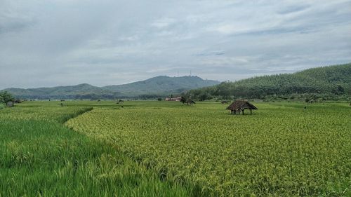 Scenic view of agricultural field against sky