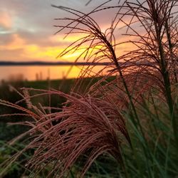 Close-up of stalks against sky during sunset