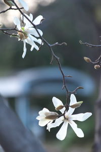 Close-up of white cherry blossom tree